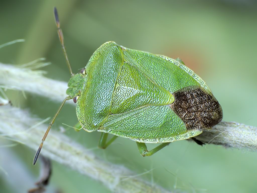 Palomena viridissima (Poda, 1761)